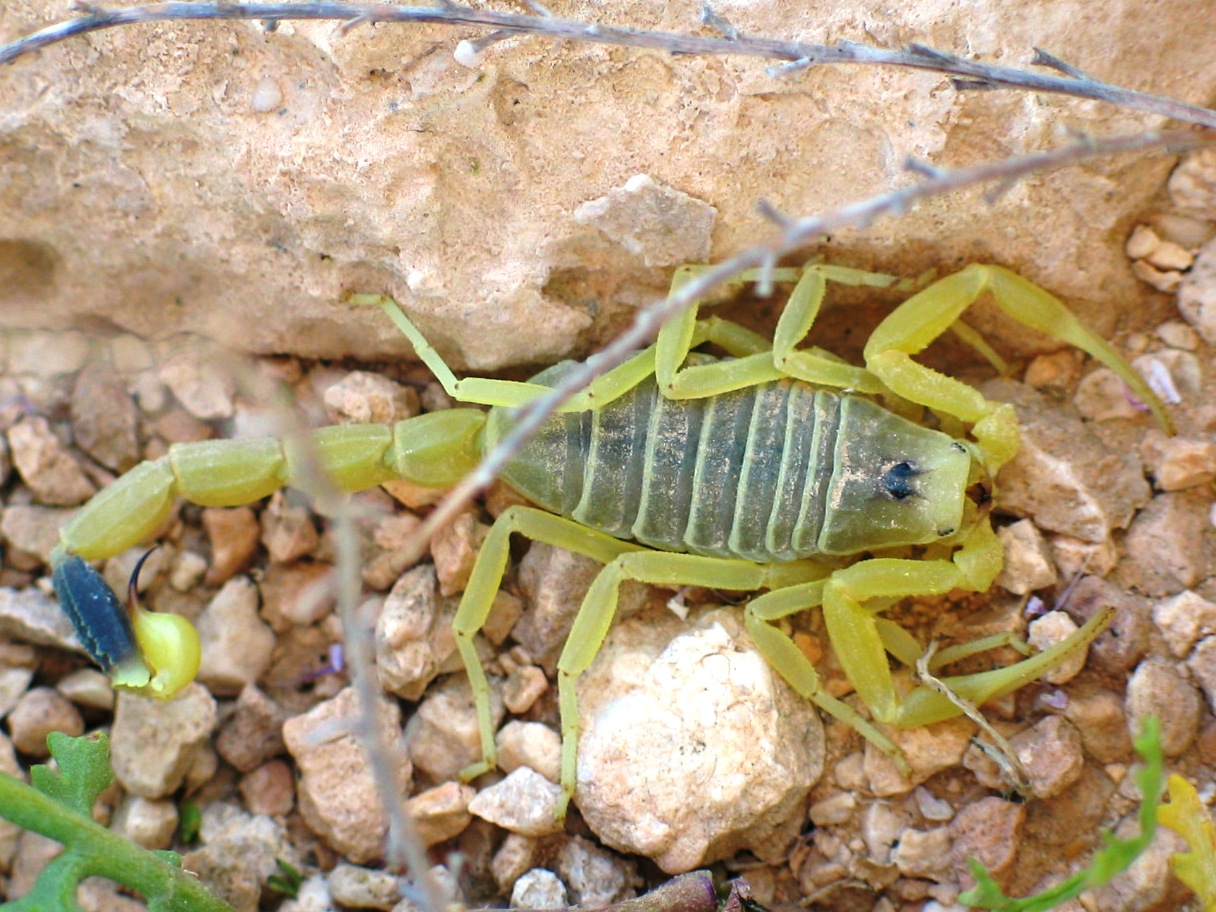 Meet the Deathstalker: Nature's Tiny Assassin (image credits: wikimedia)