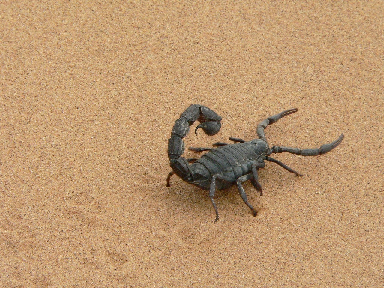 The Venom That Terrorizes and Transforms (image credits: pixabay)
