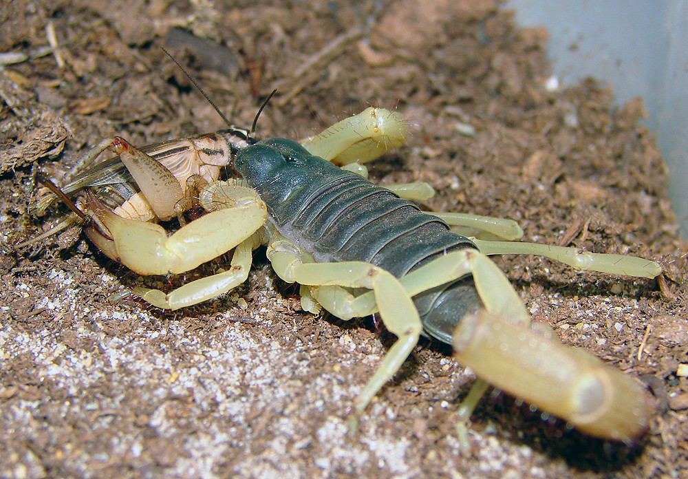 The Scorpion Farm Revolution (image credits: flickr)