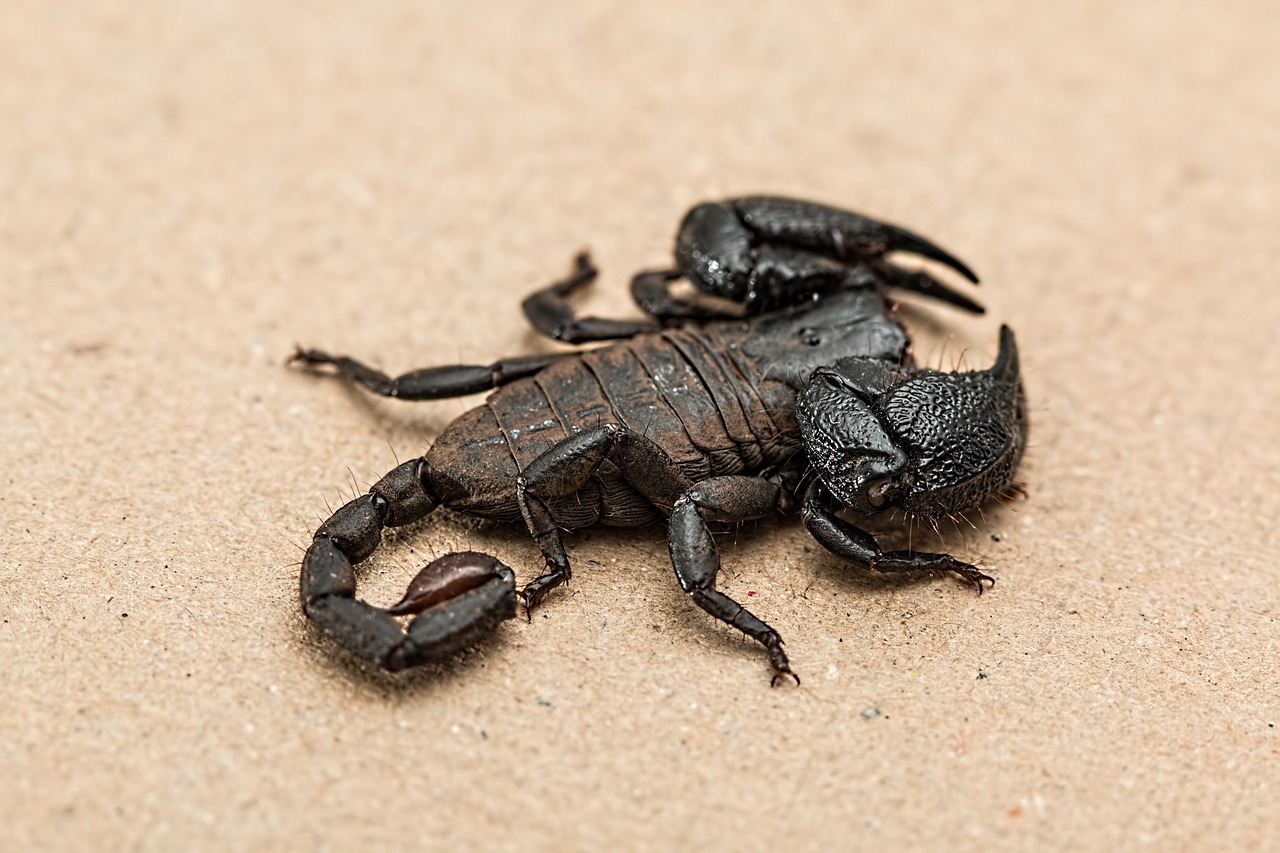 The Challenges of Weaponizing Venom (image credits: pixabay)