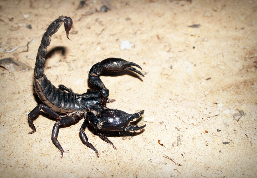 The Deathstalker's Secret: How One of the Deadliest Scorpions May Save Lives