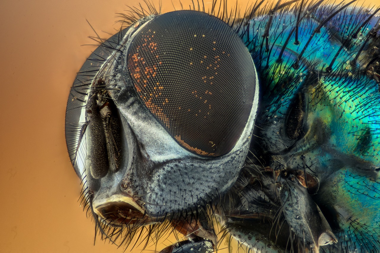 How Compound Eyes Process Information (image credits: pixabay)