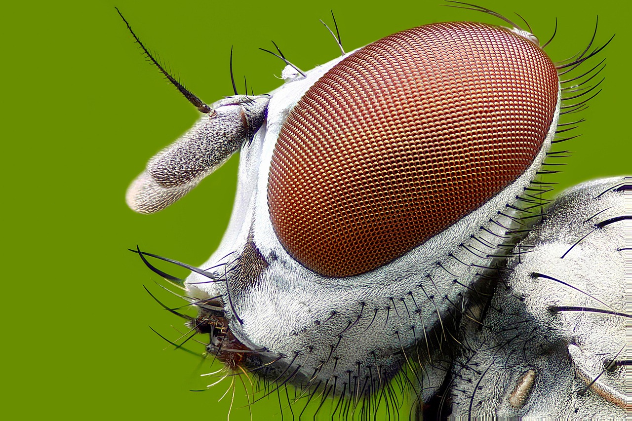 The Incredible Compound Eyes That May Revolutionize Surveillance Cameras