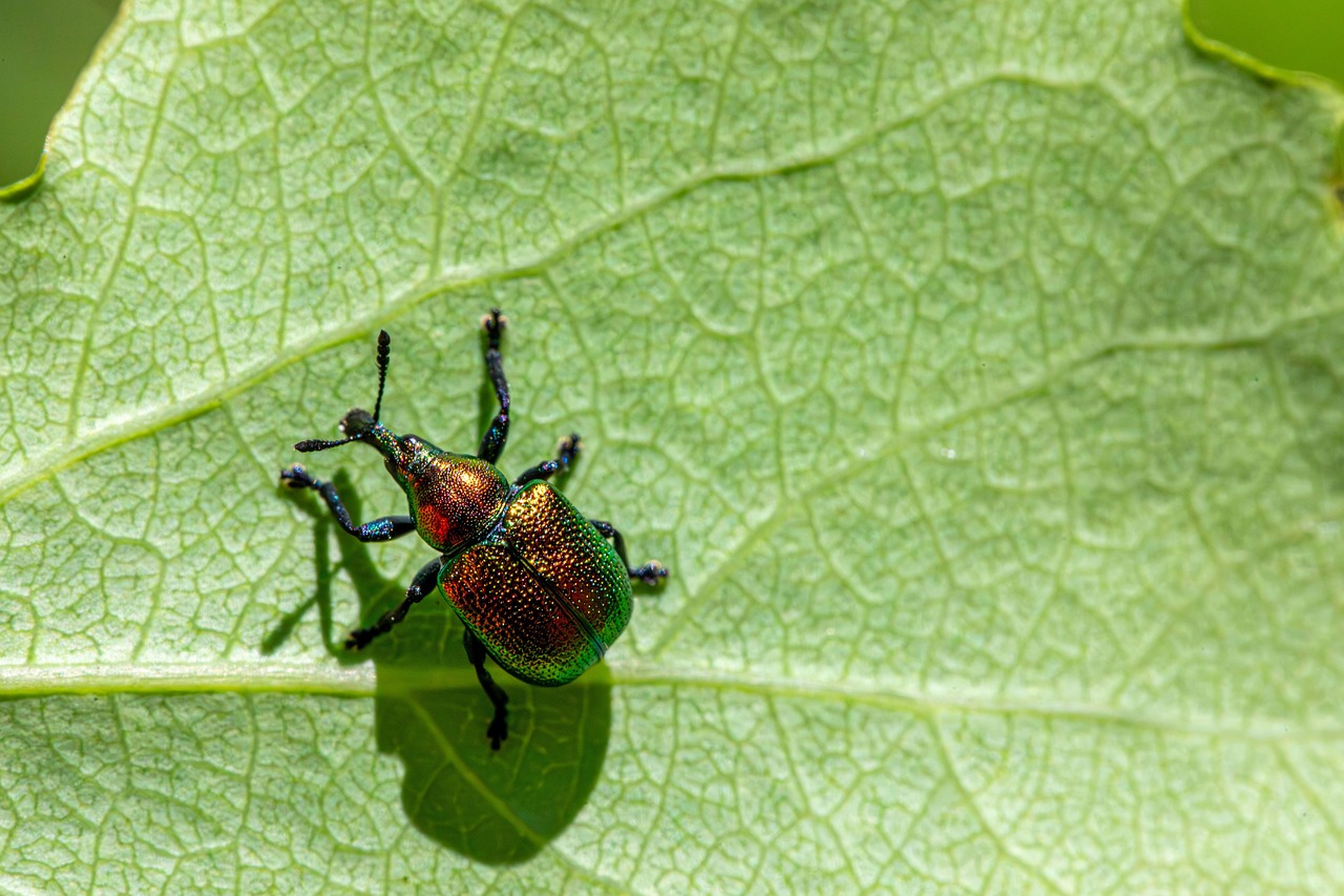 The Rice Weevil's Secret Life Cycle (image credits: pixabay)