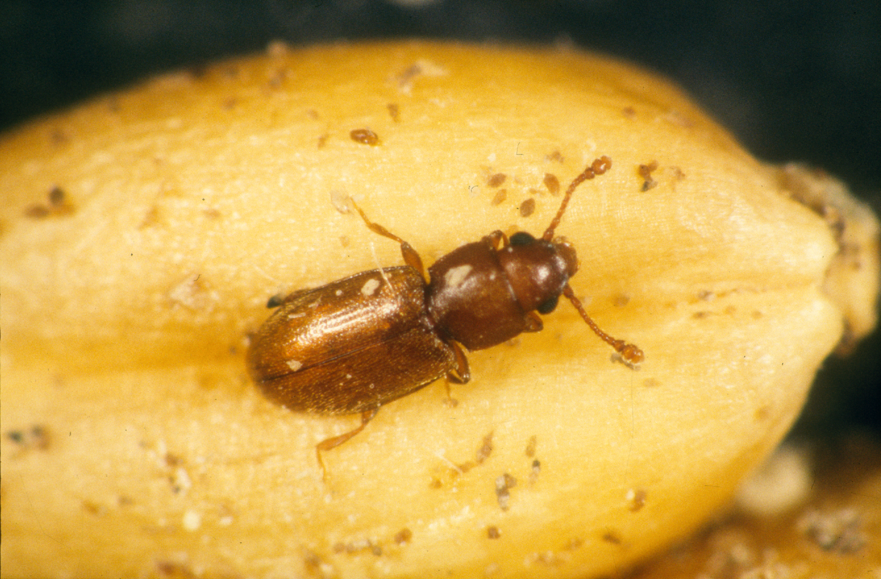 From Egg to Adult: The Hidden Transformation (image credits: wikimedia)