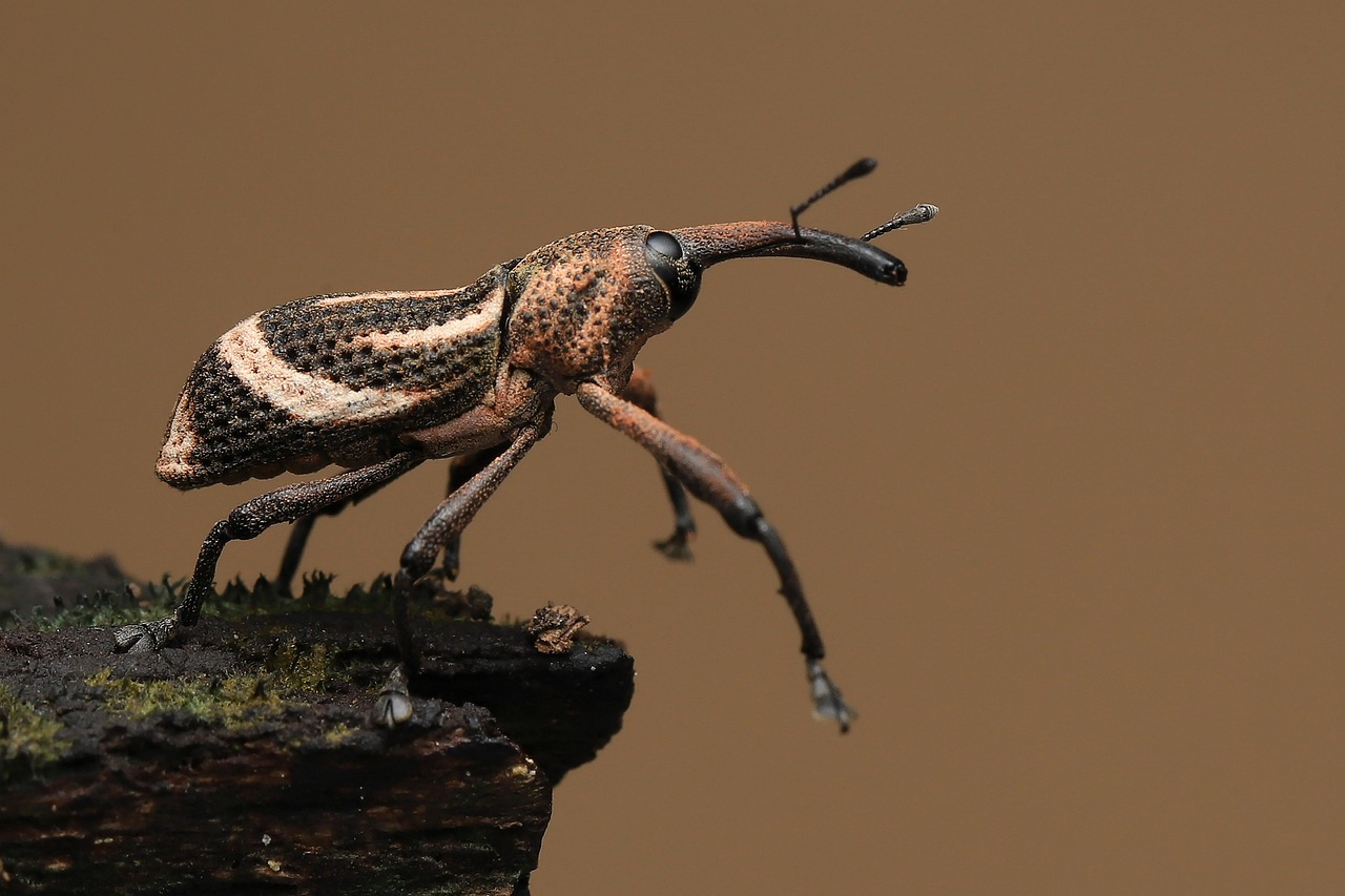 Detection: The Art of Spotting Hidden Invaders (image credits: pixabay)