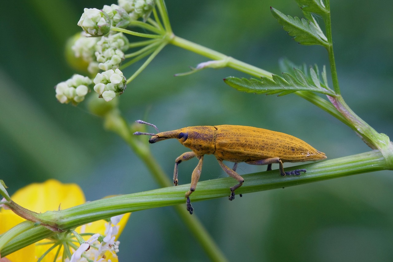 Ancient Companions: A Historical Perspective (image credits: pixabay)