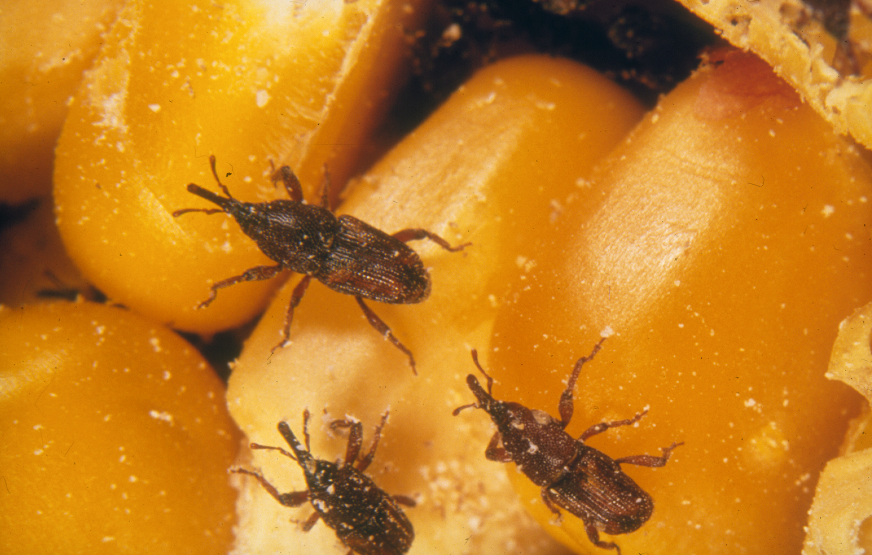 What This Means for Your Kitchen (image credits: wikimedia)