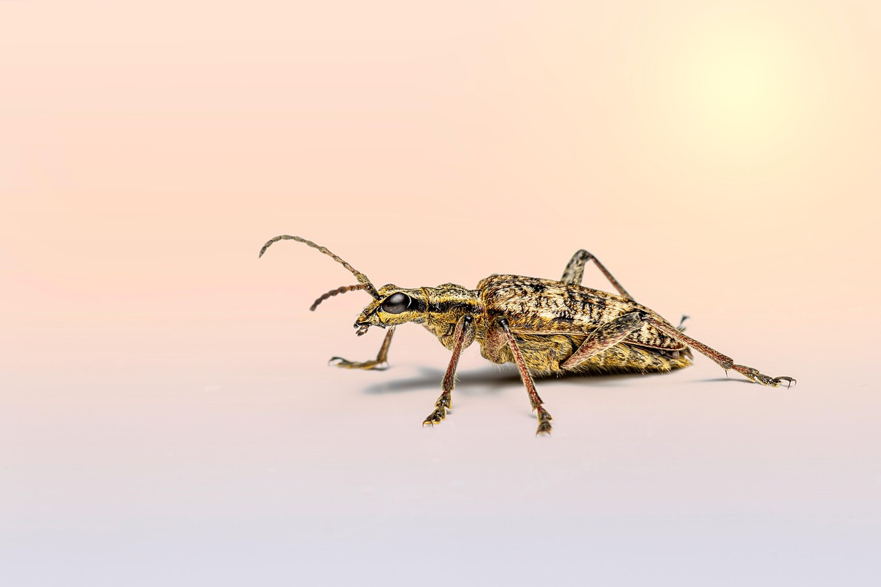 The Beetle in Your Rice Bag Has Been There a While
