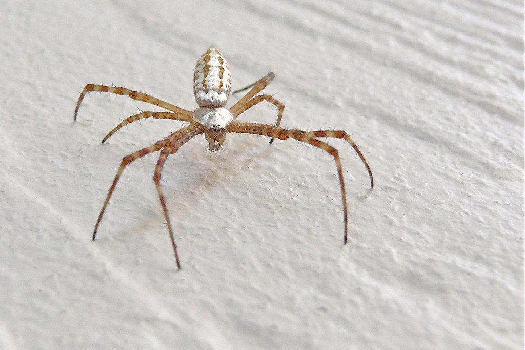 Evolutionary Adaptations for Confined Living (image credits: flickr)