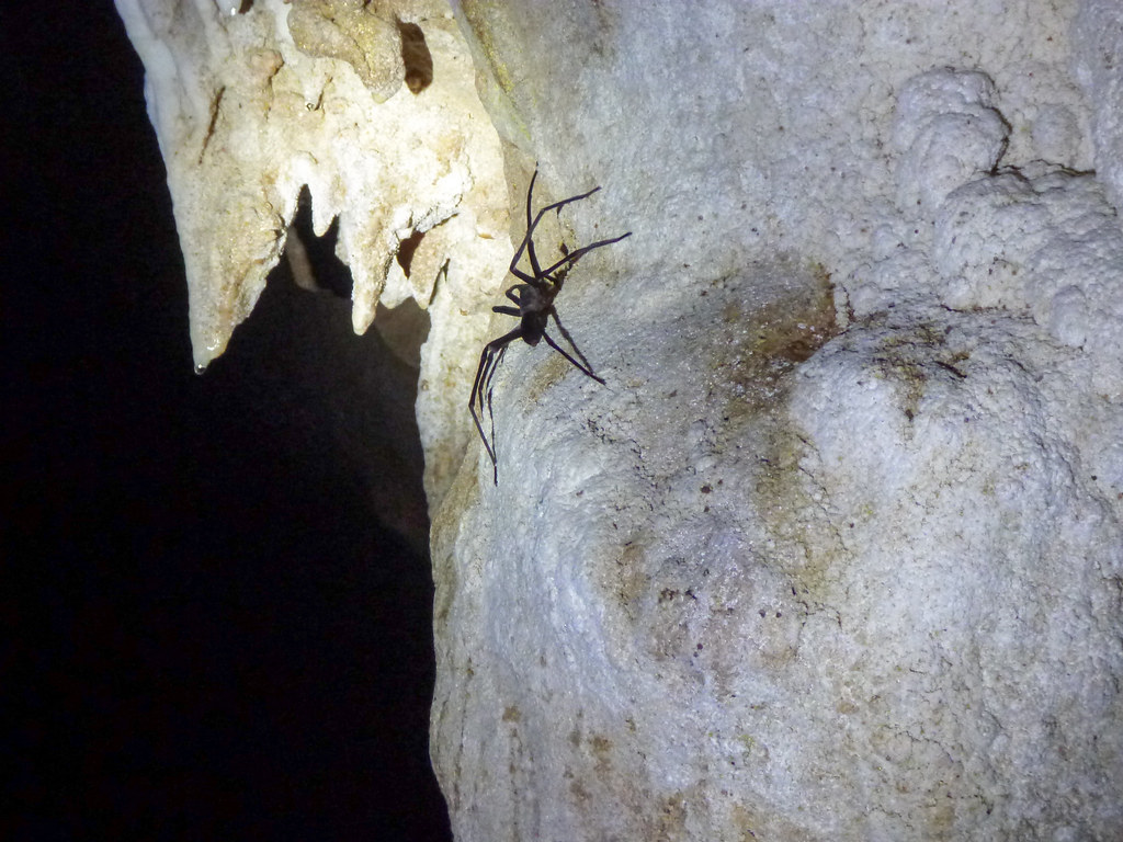 Sensory Adaptations for Dark Environments (image credits: flickr)