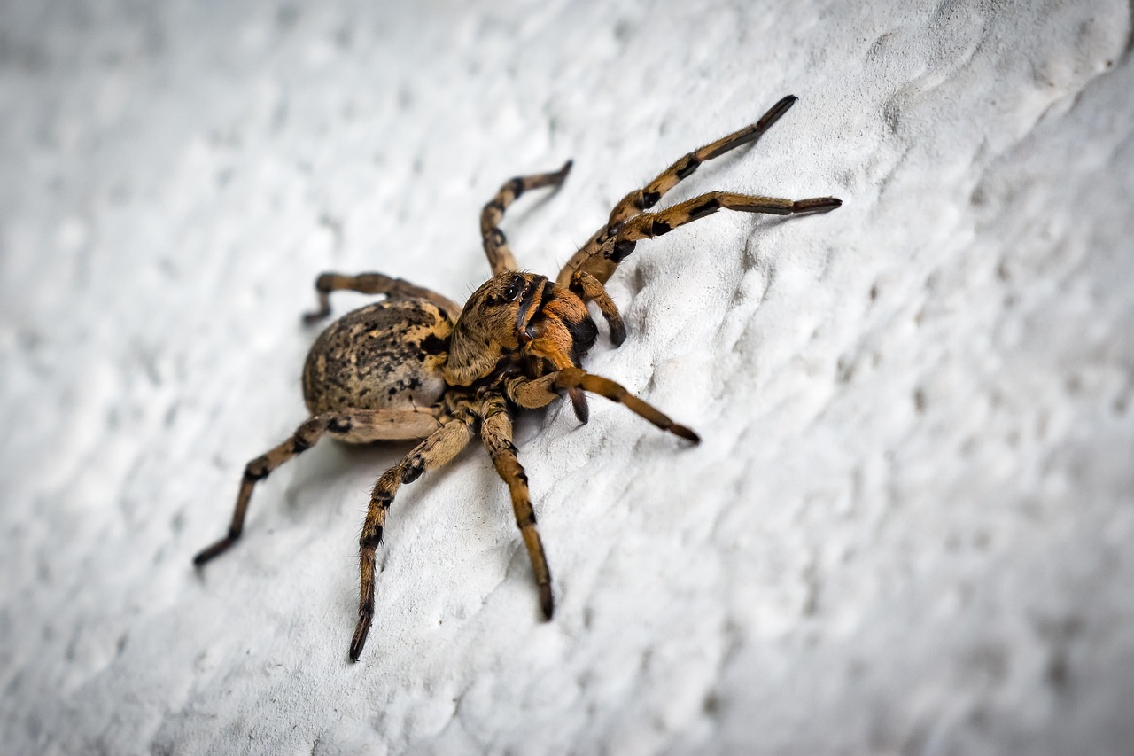 Building Materials and Spider Preferences (image credits: pixabay)