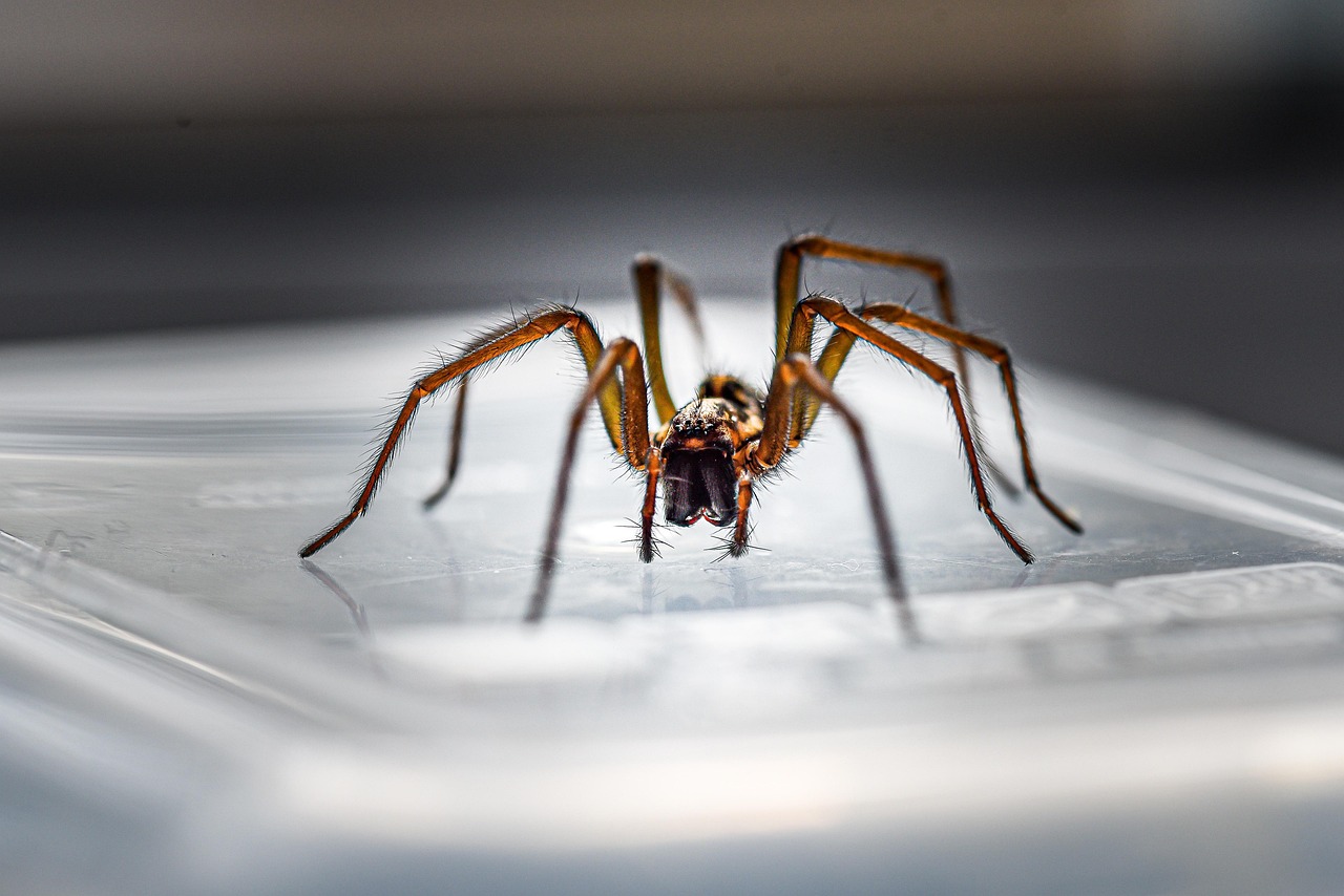 Ecological Impact Within Homes (image credits: pixabay)