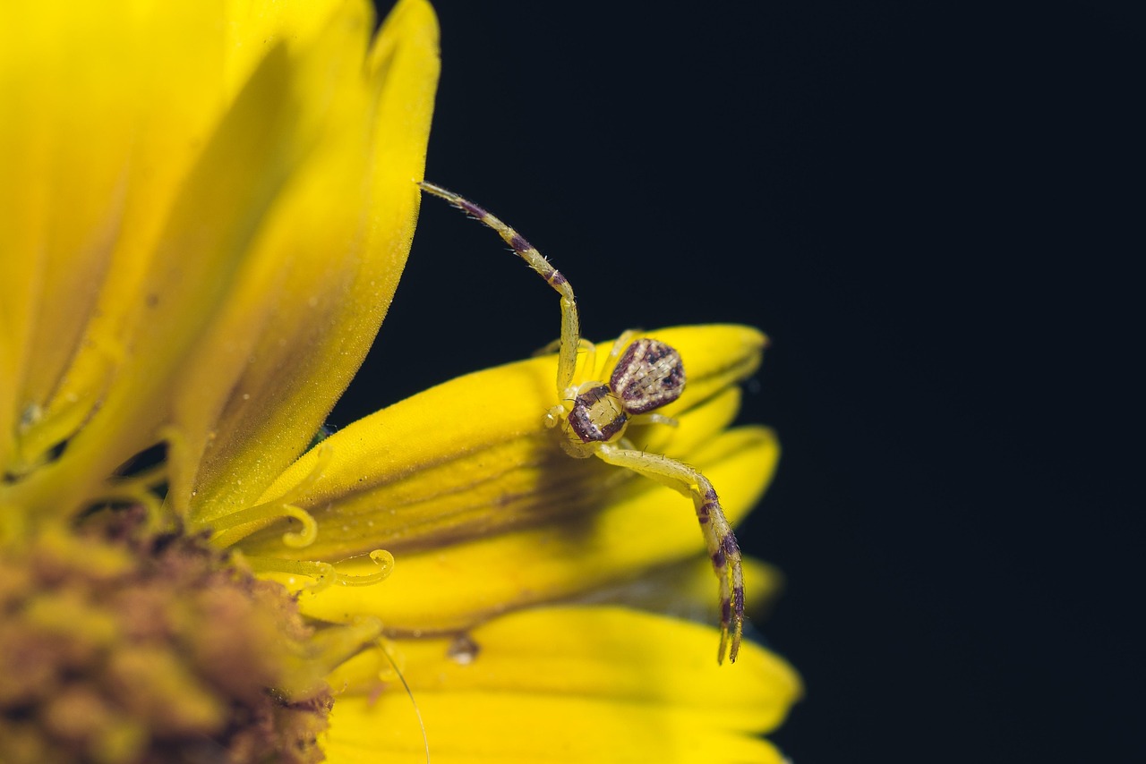 The Future of Crack-Dwelling Spiders (image credits: pixabay)