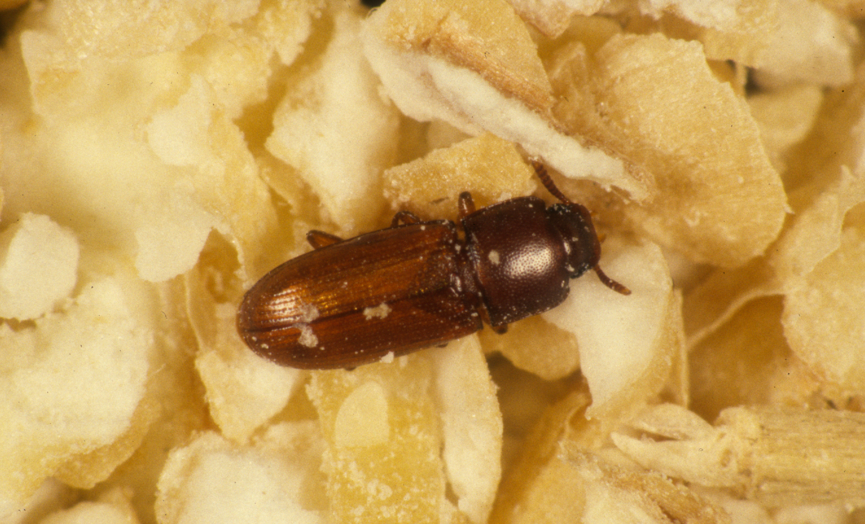 The Flour Beetle: Master of Grain Domination (image credits: wikimedia)