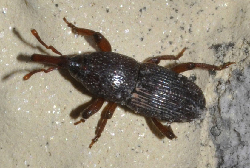 Grain Weevils: The Drilling Specialists (image credits: wikimedia)