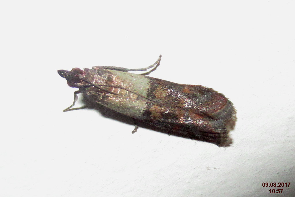 Indian Meal Moths: The Silk Spinners (image credits: flickr)