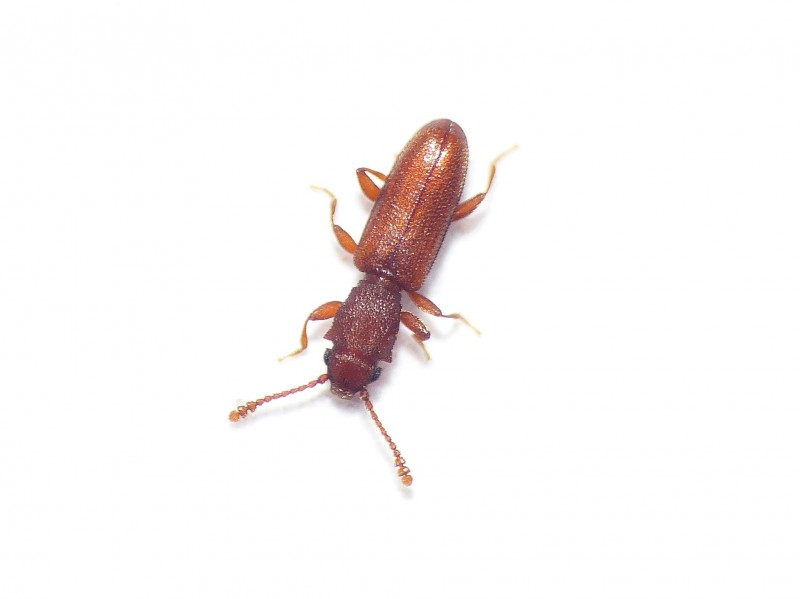Sawtoothed Grain Beetles: The Flat Invaders (image credits: wikimedia)