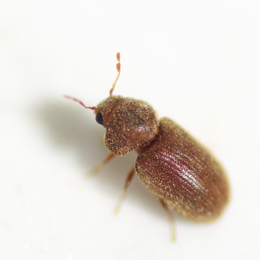 Drugstore Beetles: The Versatile Survivors (image credits: flickr)