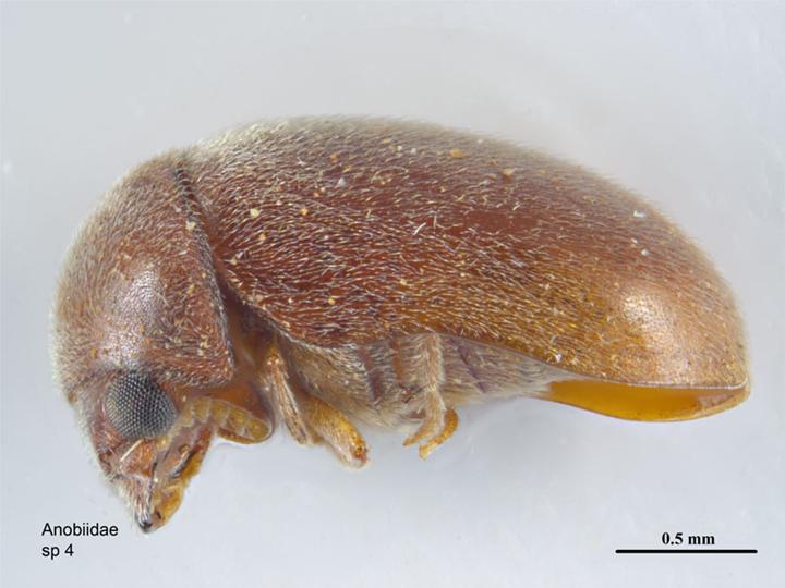 Cigarette Beetles: The Moisture Seekers (image credits: wikimedia)