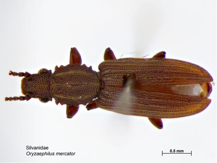 Merchant Grain Beetles: The Social Organizers (image credits: wikimedia)