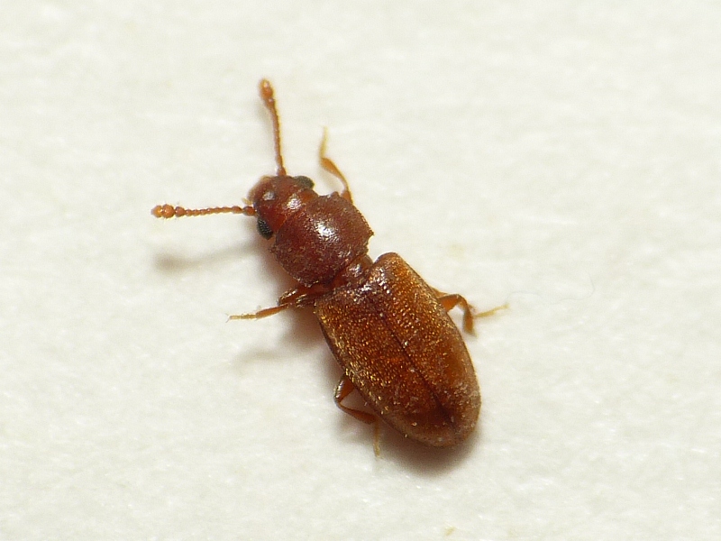 Foreign Grain Beetles: The Humidity Specialists (image credits: wikimedia)