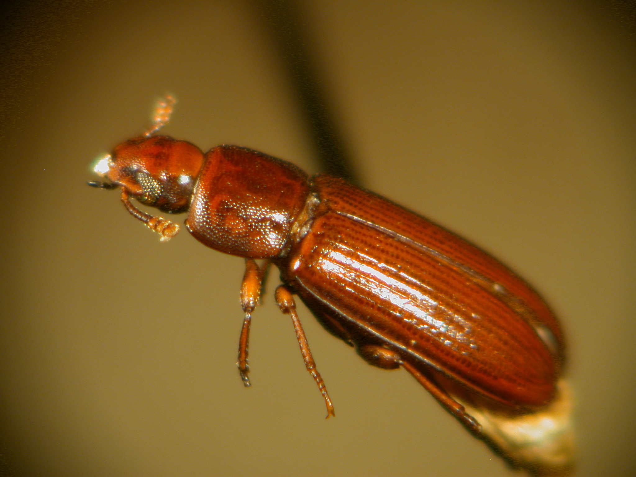 Rusty Grain Beetles: The Scavenger Specialists (image credits: wikimedia)