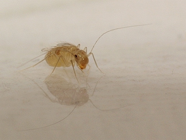 Psocids: The Mold Hunters (image credits: By Bernd Hofmann, CC BY-SA 3.0, https://commons.wikimedia.org/w/index.php?curid=7732949)