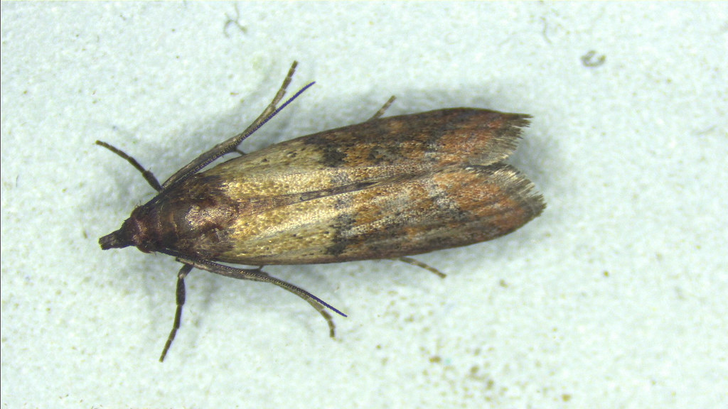 11 Insects That Can Live in a Single Bag of Flour