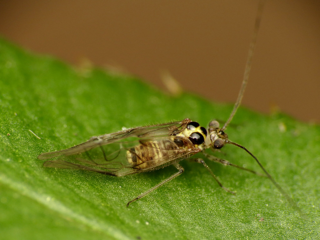 Psocids: The Tiny Librarians of Moisture (image credits: flickr)