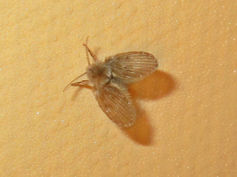 Drain Flies: Masters of the Sewer System (image credits: wikimedia)