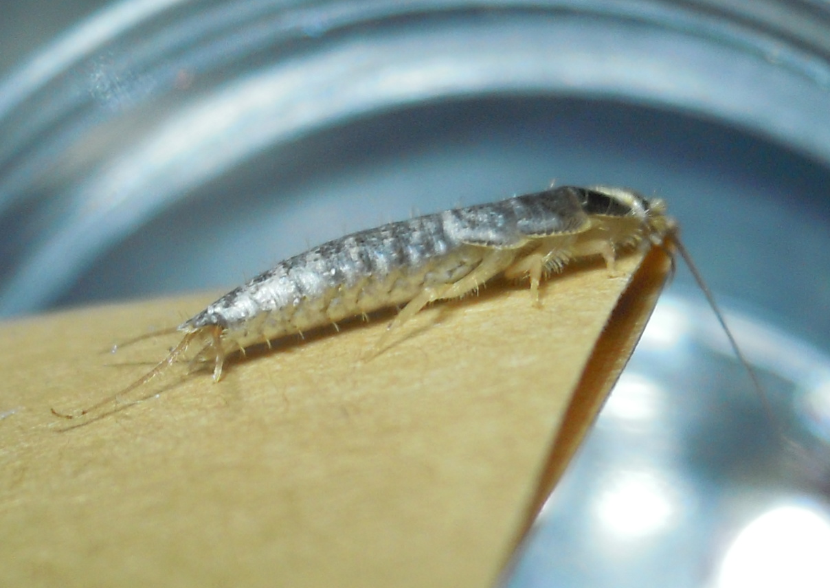 Silverfish: The Ancient Survivors (image credits: wikimedia)