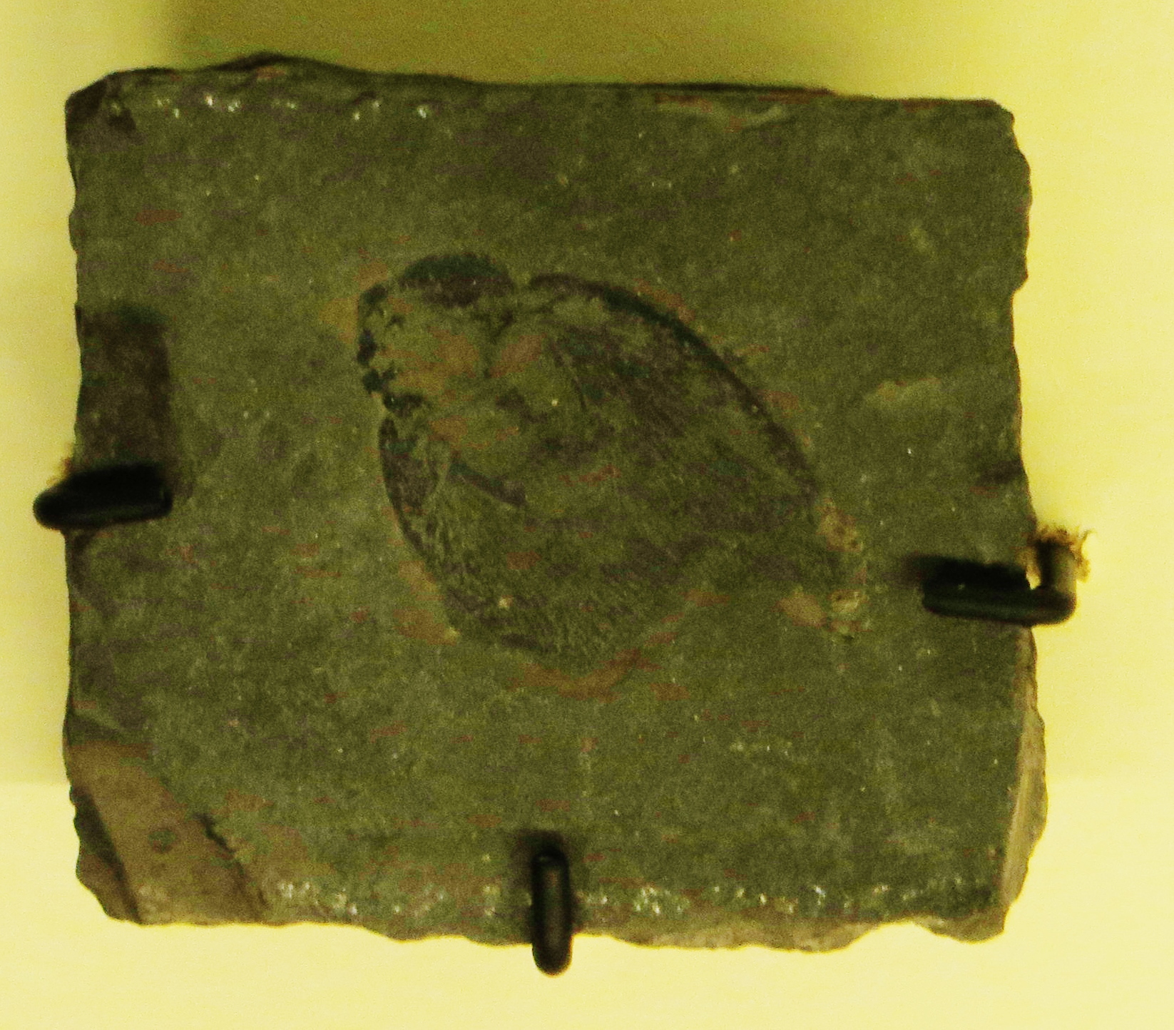 The Carboniferous Genesis: When Giants Ruled the Earth (image credits: By Ghedoghedo, CC BY-SA 3.0, https://commons.wikimedia.org/w/index.php?curid=26564926)