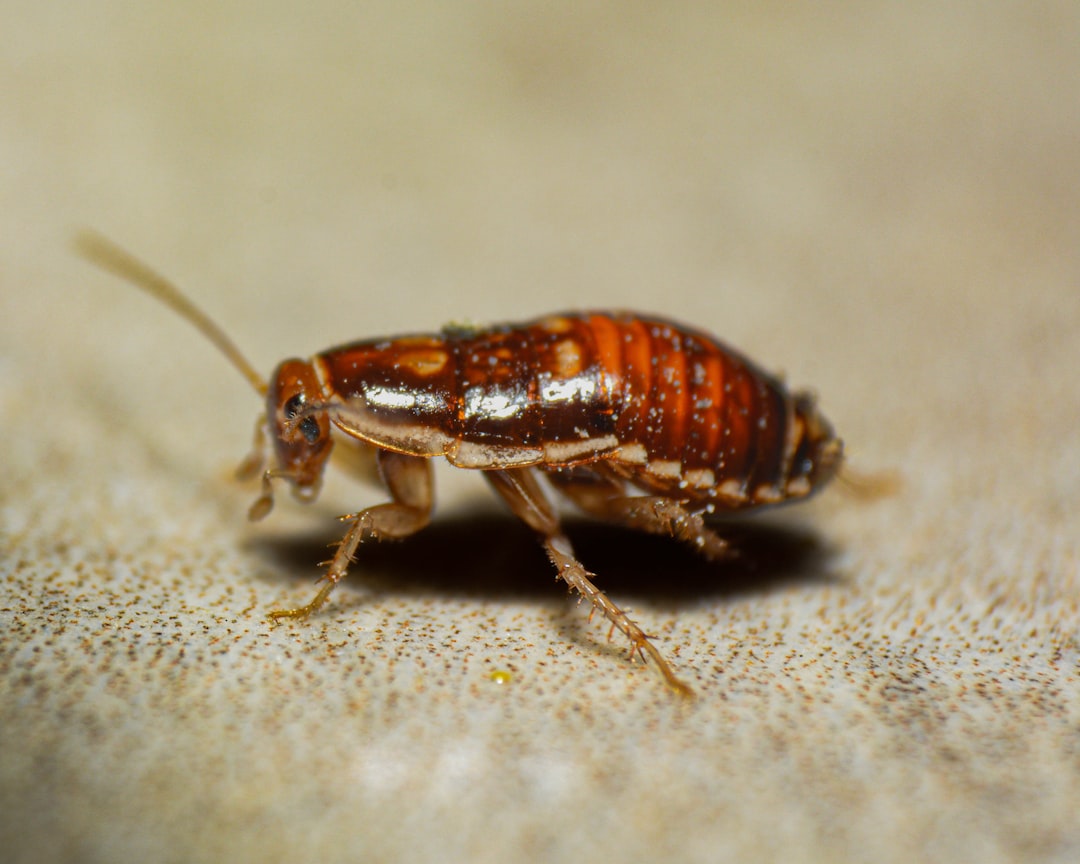 Surviving the Great Dying: The Permian-Triassic Extinction (image credits: unsplash)