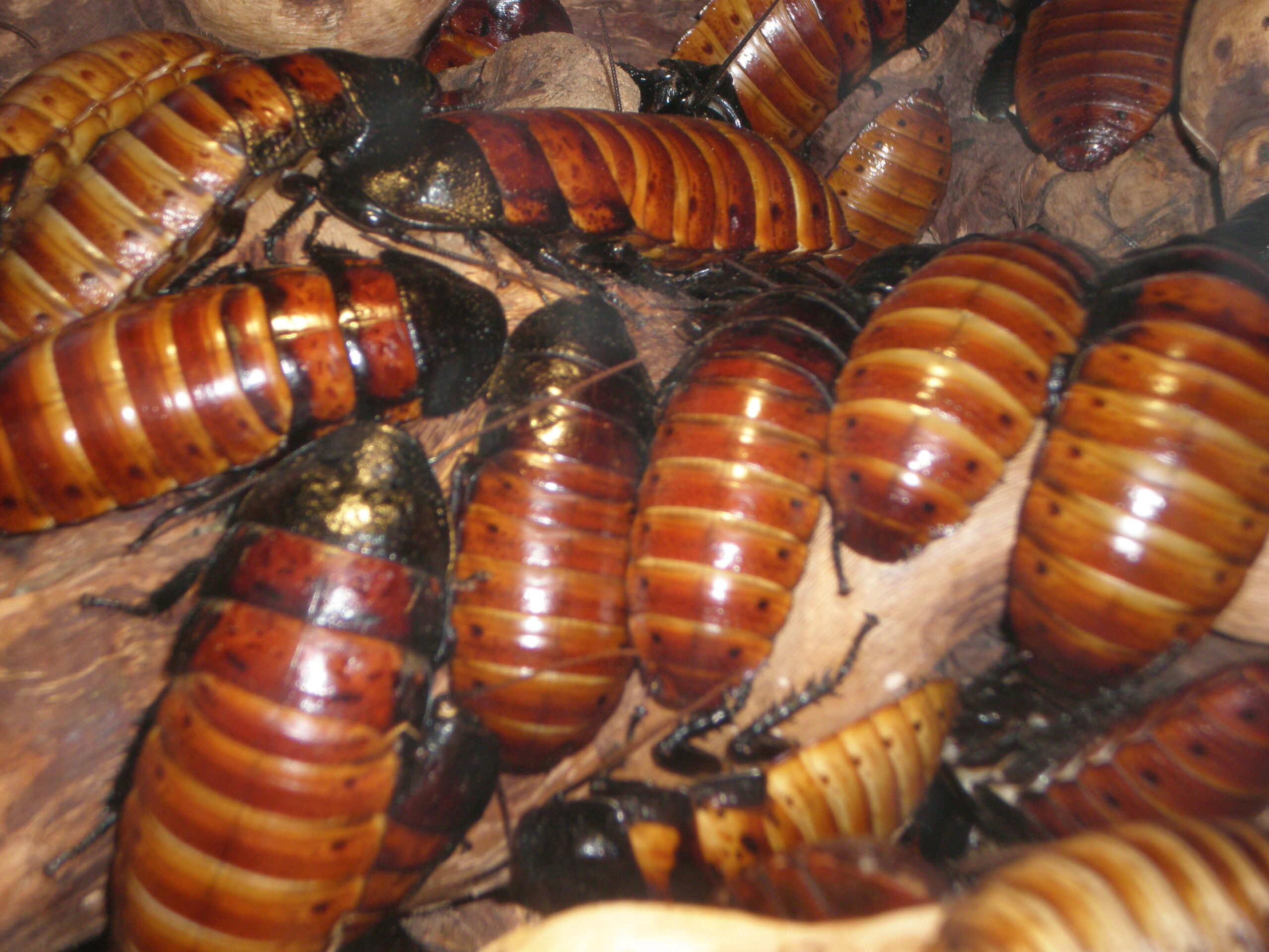 The Cenozoic Explosion: Diversification in the Age of Mammals (image credits: wikimedia)