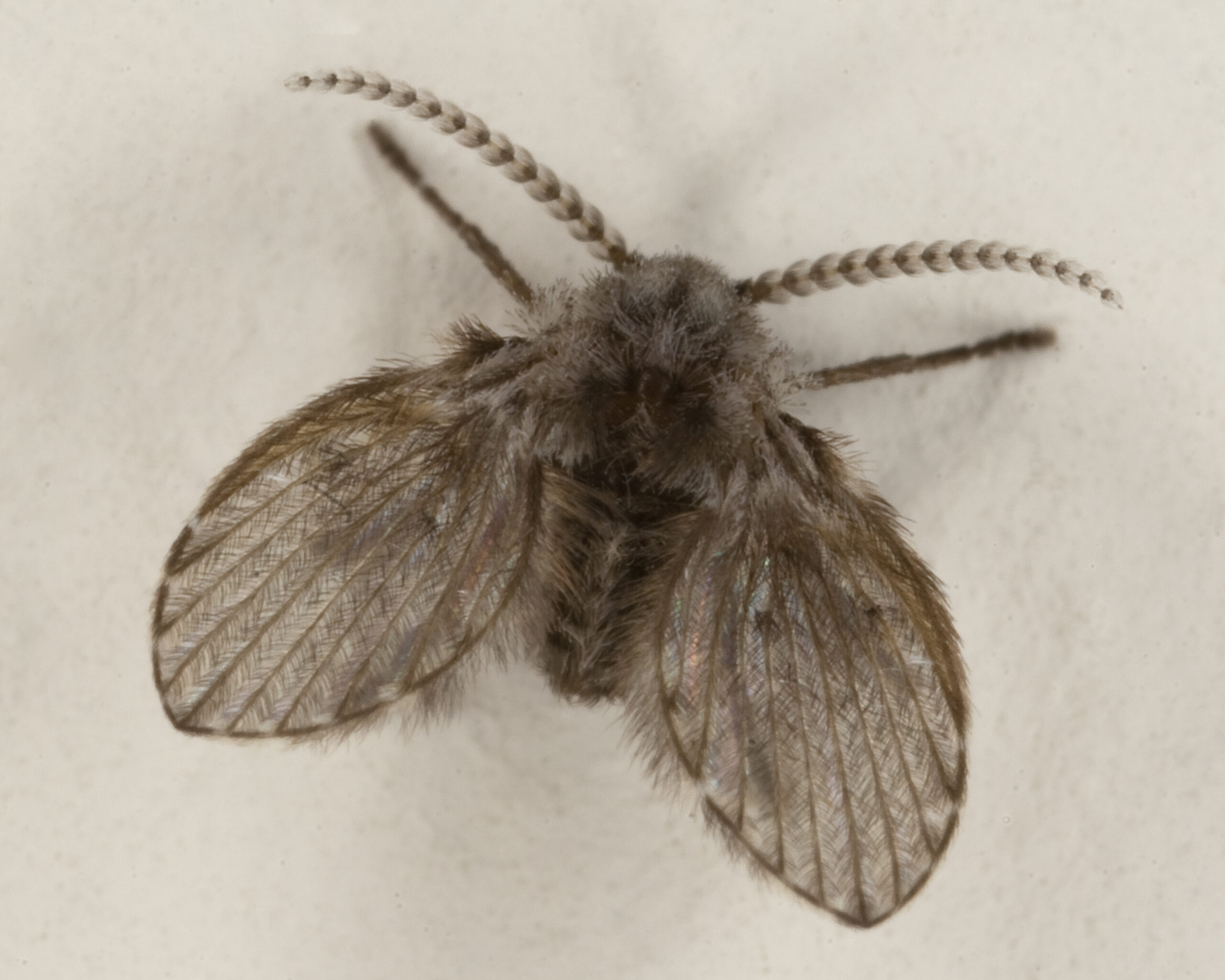 Drain Flies vs. Other Common Household Flies (image credits: wikimedia)