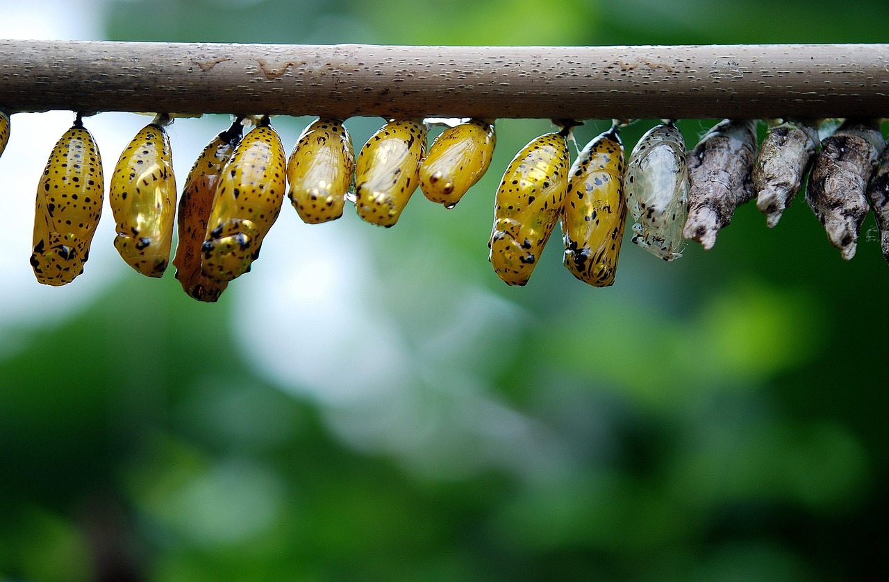 Biofilm Formation and Its Impact on Fly Populations (image credits: pixabay)