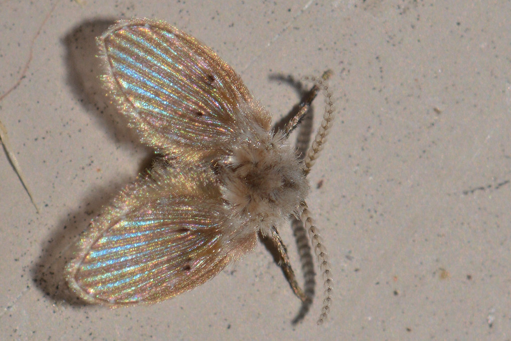 Why Flies Keep Appearing Near the Drain (Even After You Clean It)