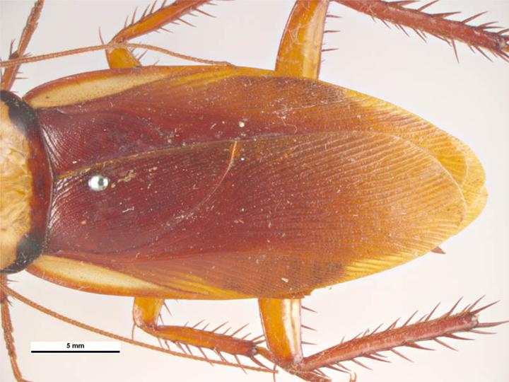 Modern Marvels: The Science Behind Cockroach Survival (image credits: wikimedia)