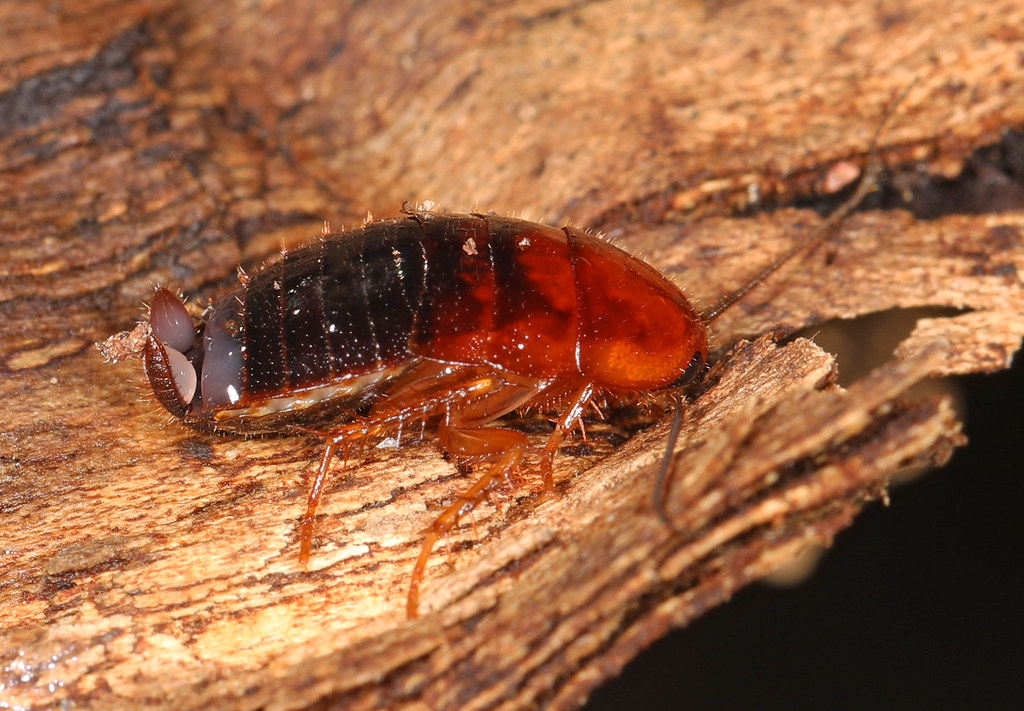 Species Spotlight: The Magnificent Diversity of Modern Cockroaches (image credits: flickr)