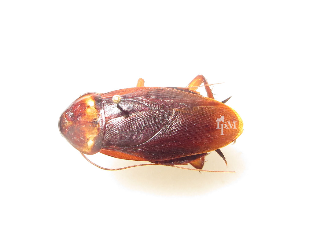 Ecological Engineers: The Cockroach's Environmental Impact (image credits: flickr)