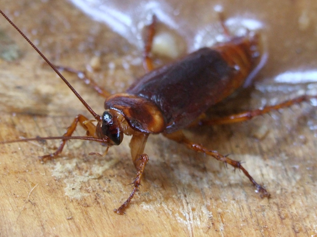 Medical Marvels: What Cockroaches Teach Us About Health (image credits: By ערן פינקל, CC BY-SA 3.0, https://commons.wikimedia.org/w/index.php?curid=5831910)
