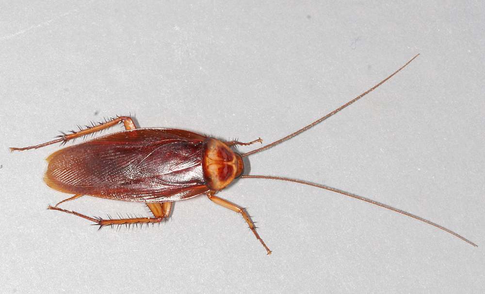 The Cockroach Timeline: 300 Million Years and Still Crawling