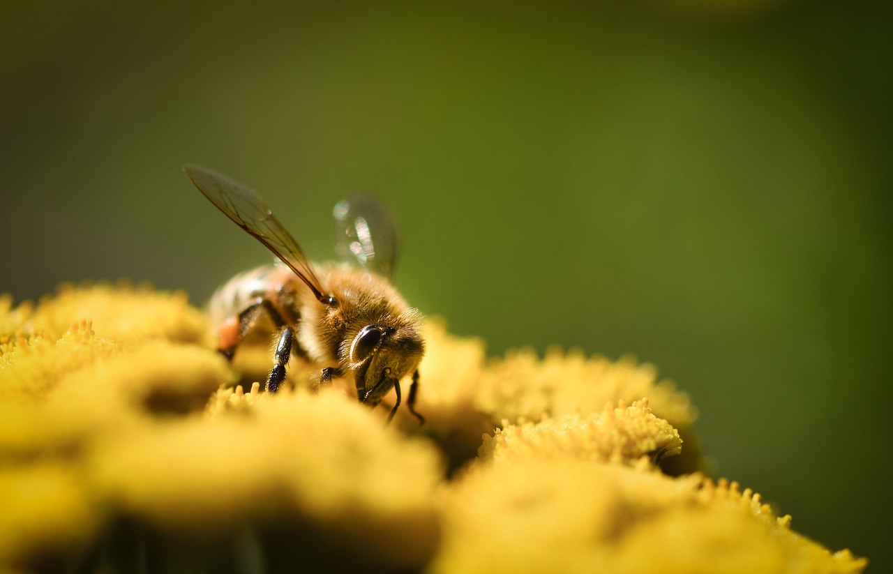 The Mysterious Honey Production Process (image credits: pixabay)