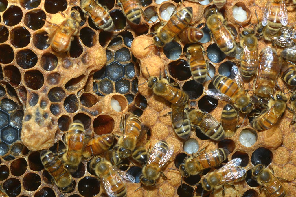 Nest Architecture and Colony Organization (image credits: flickr)