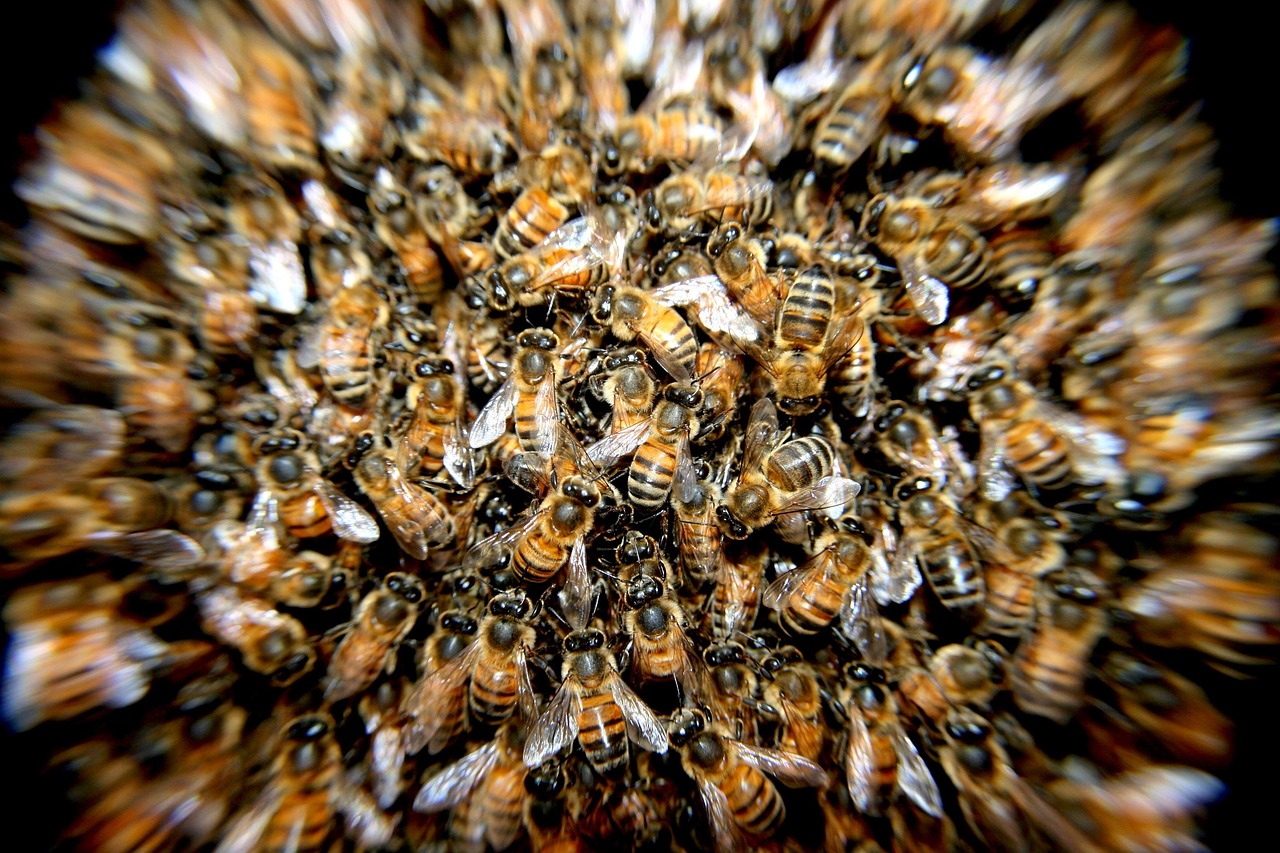 Seasonal Patterns and Food Availability (image credits: pixabay)