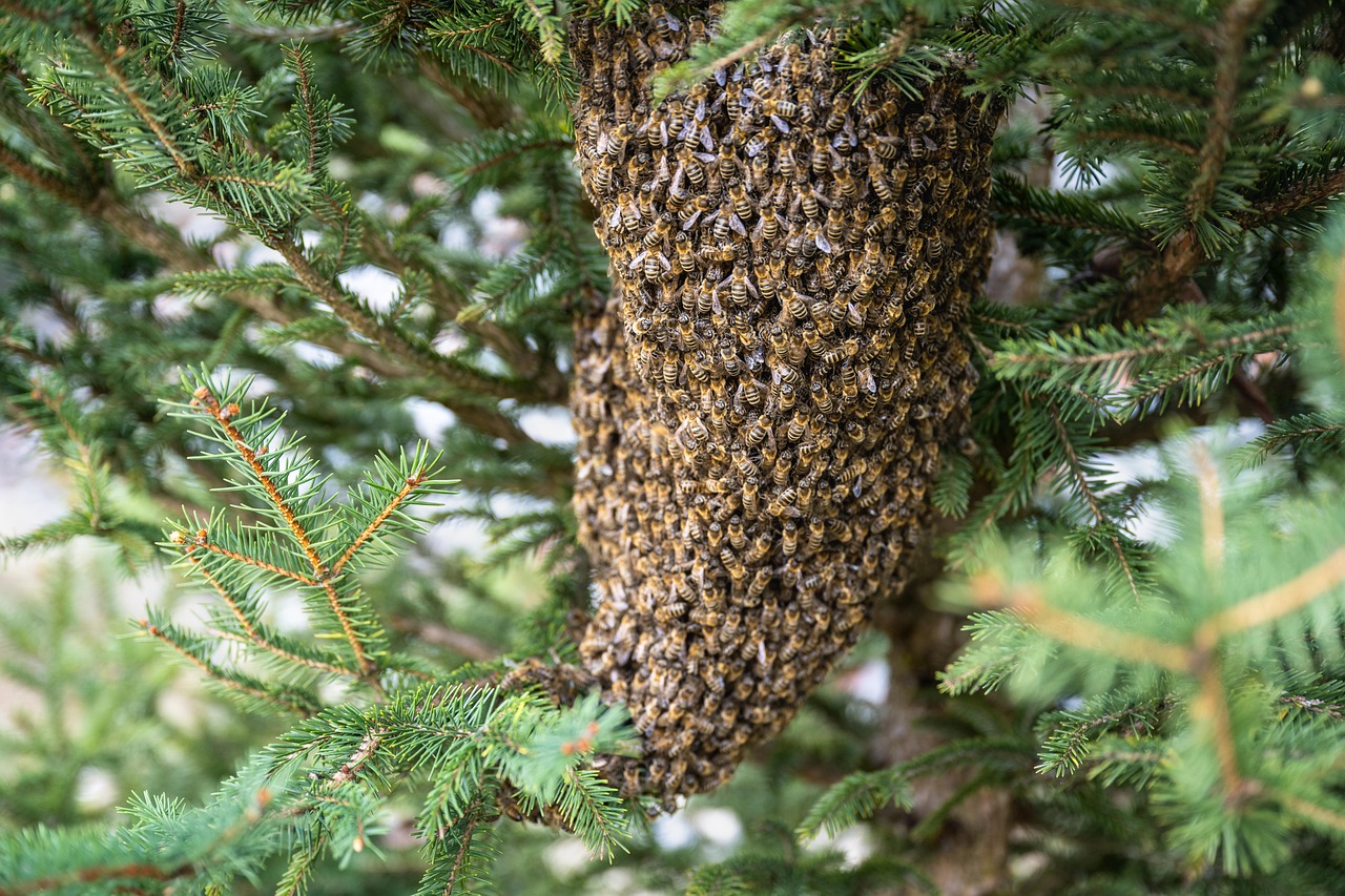 Reproduction and Colony Growth (image credits: pixabay)