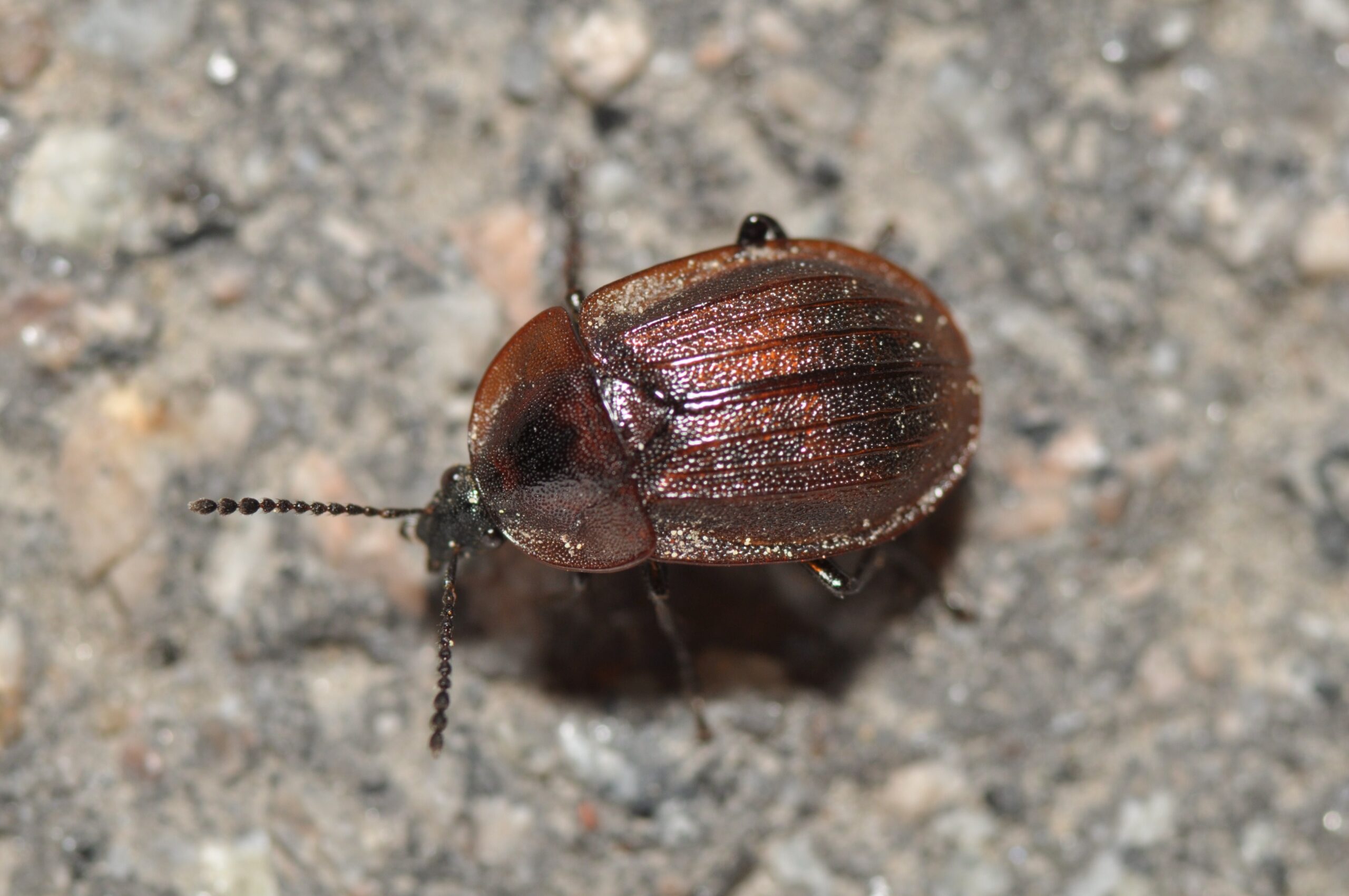 Interactions with Other Scavengers (image credits: wikimedia)