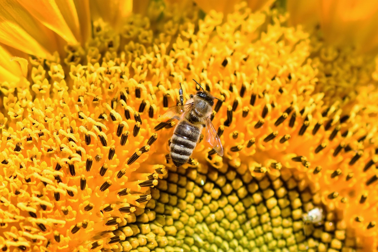 Scientific Research and Study Challenges (image credits: pixabay)