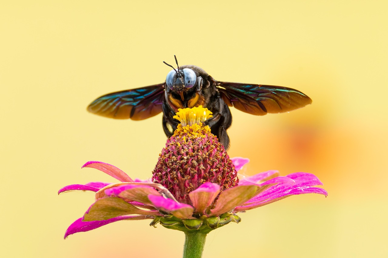 Implications for Human Understanding (image credits: pixabay)